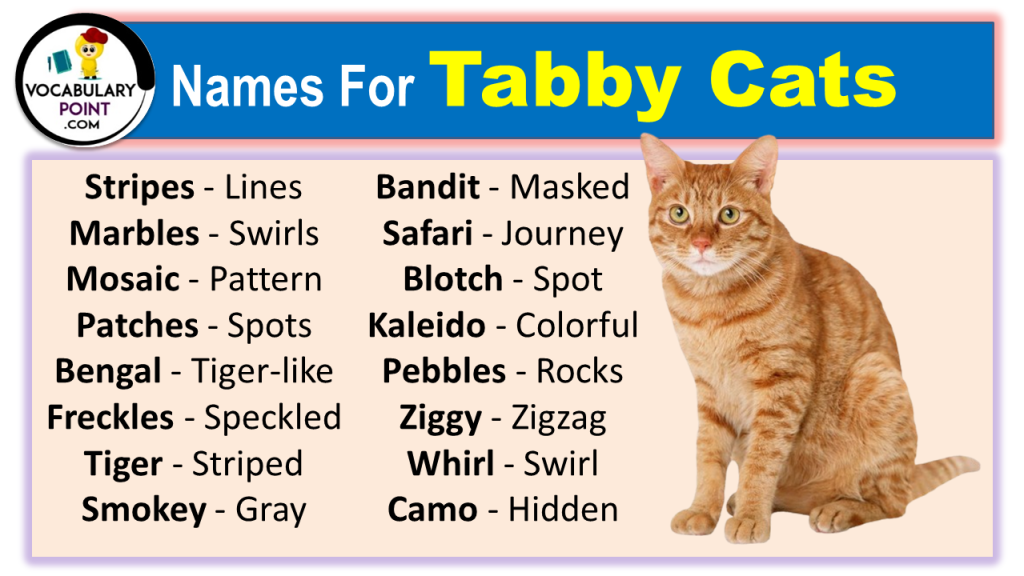 270+ Names For Tabby Cats - Vocabulary Point