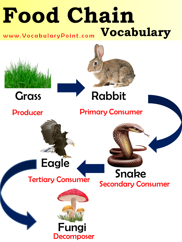 food chain vocabulary Words