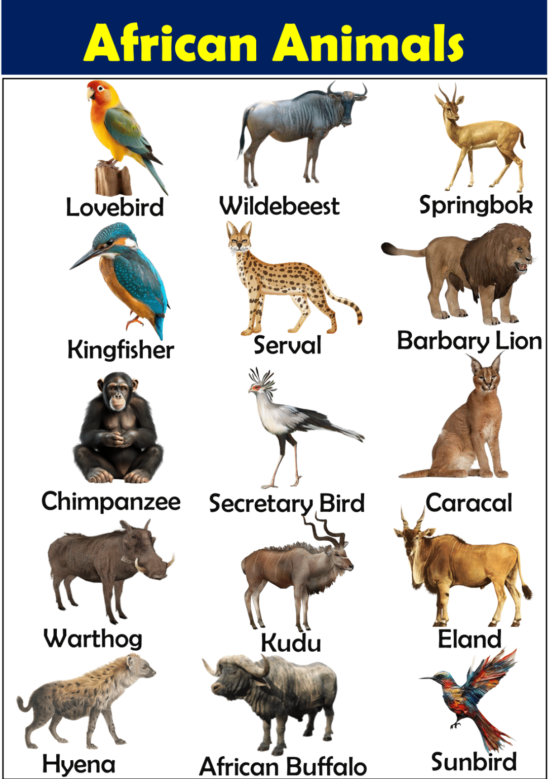 List of African Animals Vocabulary - Vocabulary Point