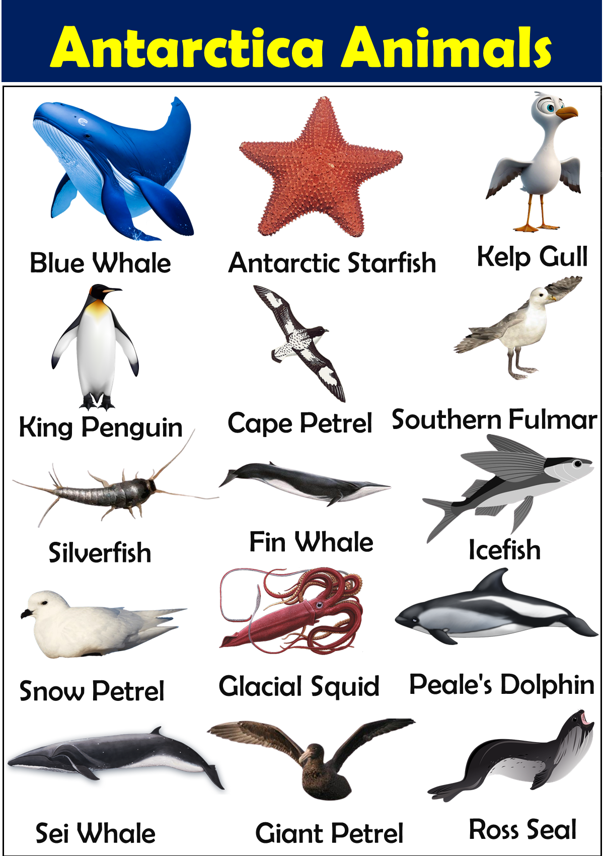 Antarctica Animals