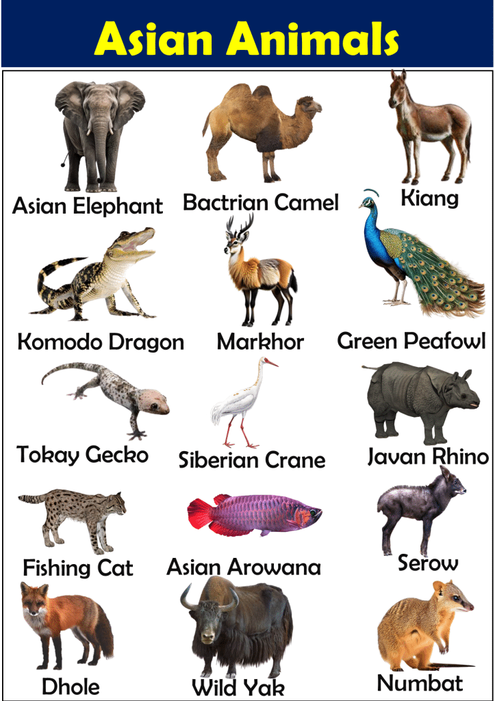 List of Asian Animals Vocabulary - Vocabulary Point