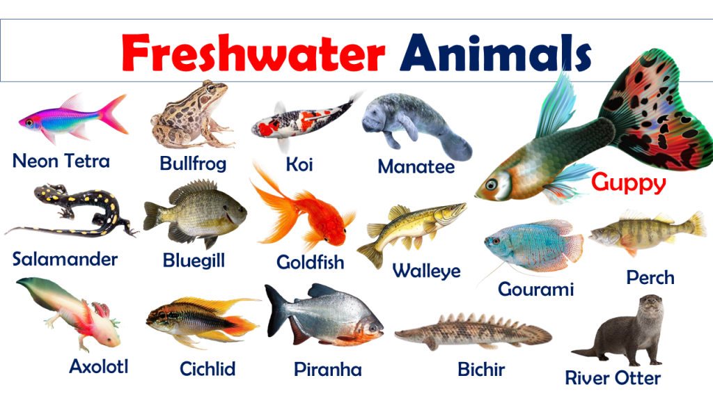 50+ Freshwater Animals Vocabulary - Vocabulary Point