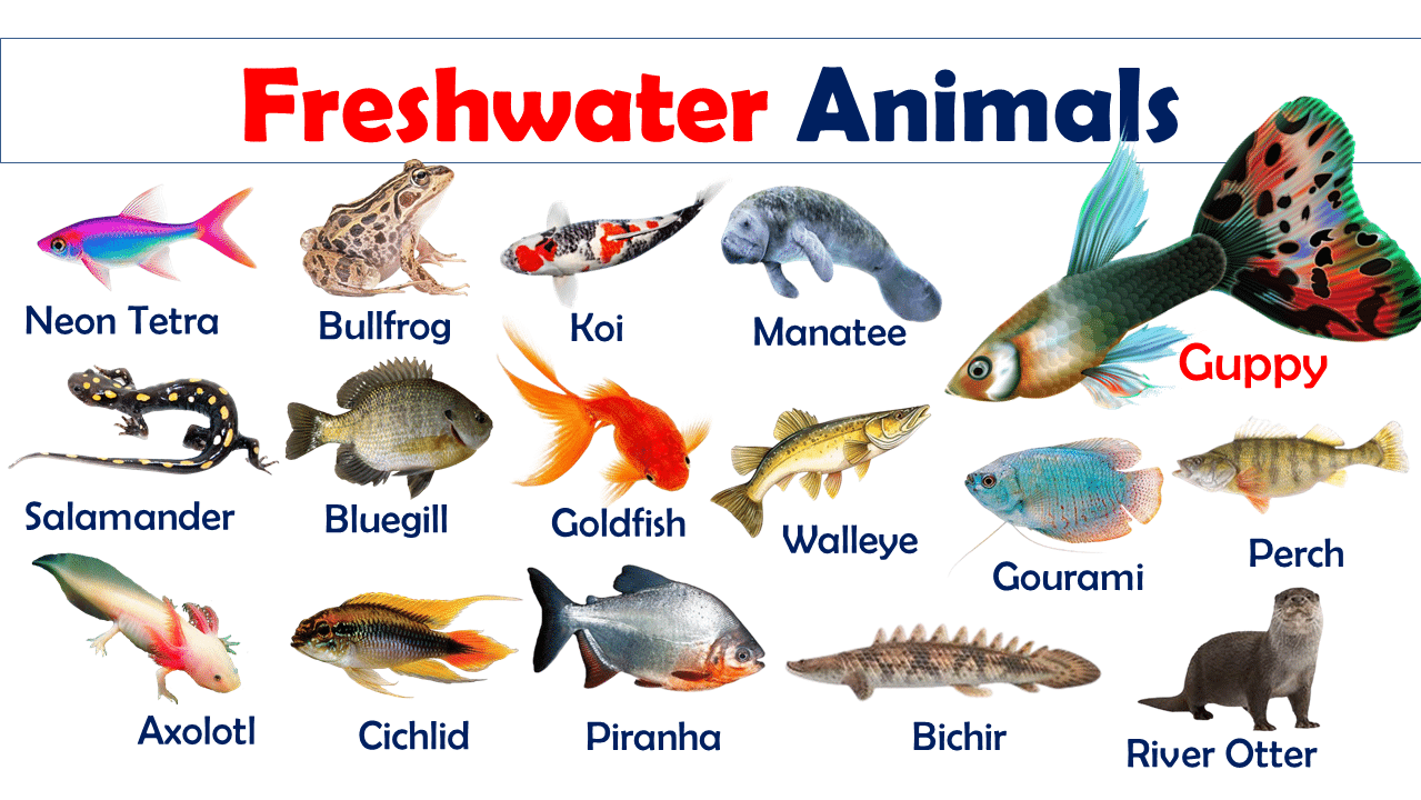Freshwater Animals