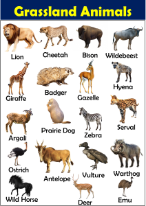 List of Grassland Animals with Their Facts - Vocabulary Point