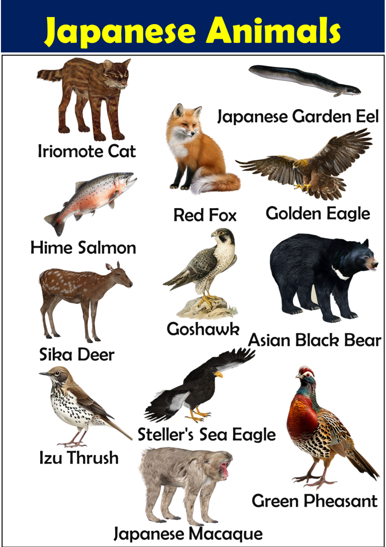 List of Japanese Animals Vocabulary - Vocabulary Point