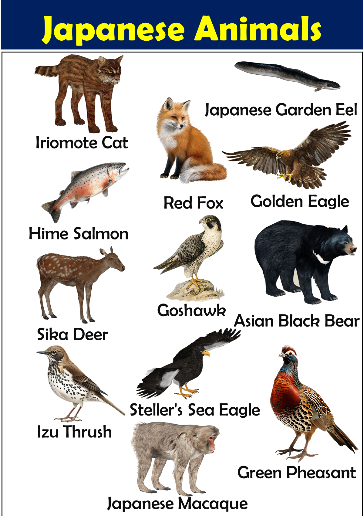 Japanese Animals