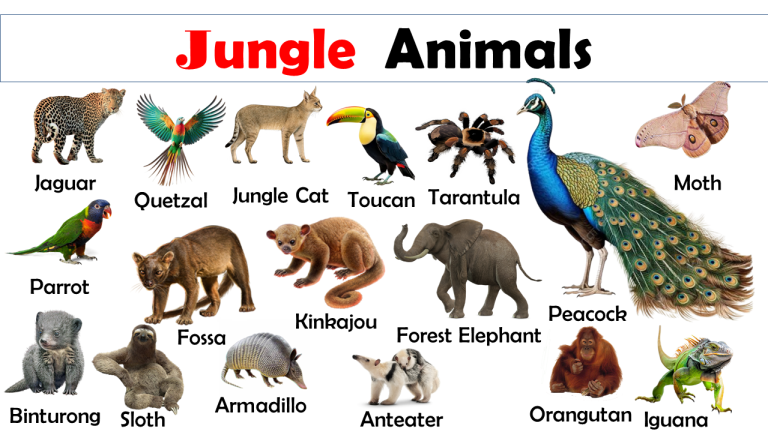 List of Jungle Animals Vocabulary - Vocabulary Point