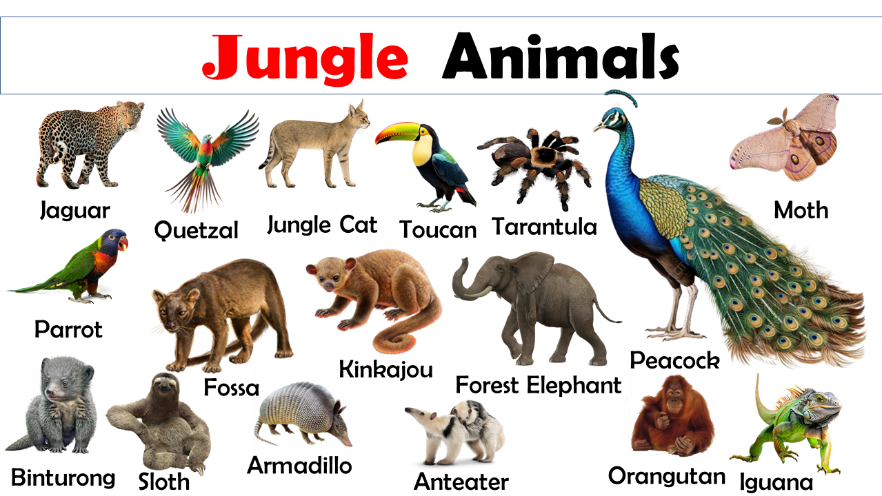 List Of Jungle Animals Vocabulary Vocabulary Point