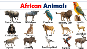 Africa visual data 8