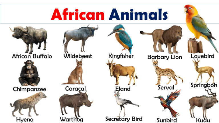 List of African Animals Vocabulary - Vocabulary Point