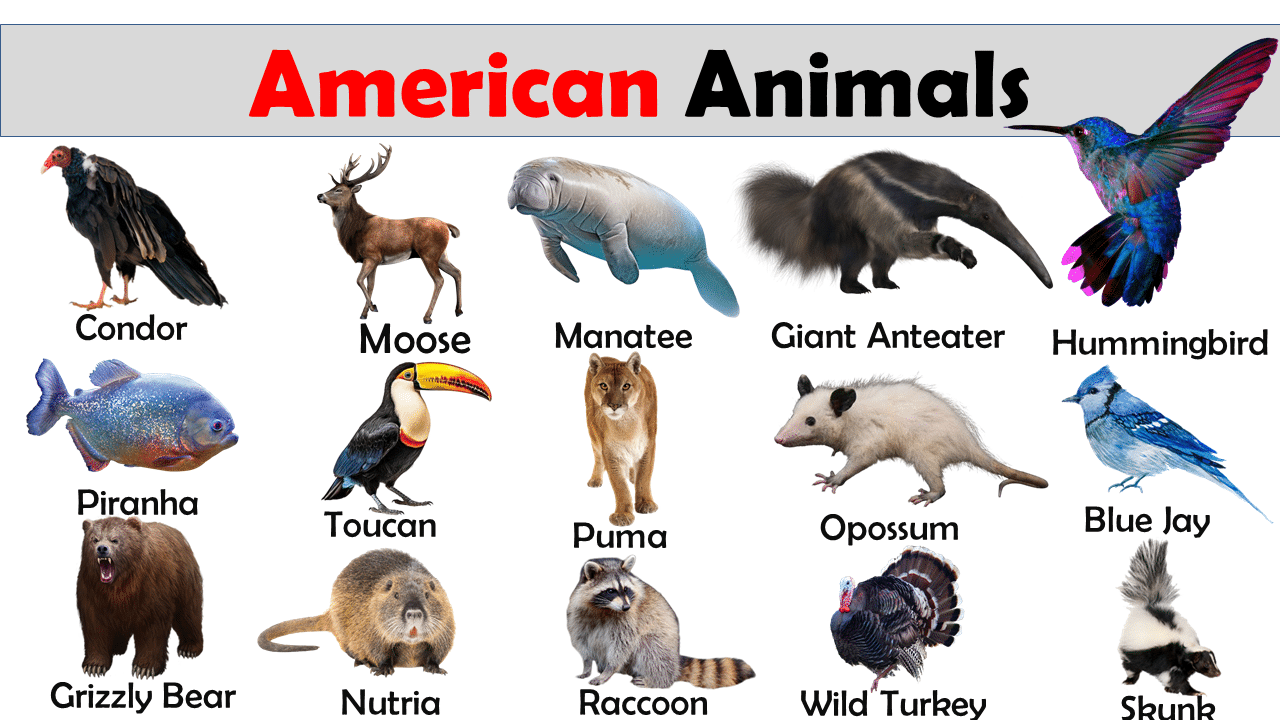 List of American Animals