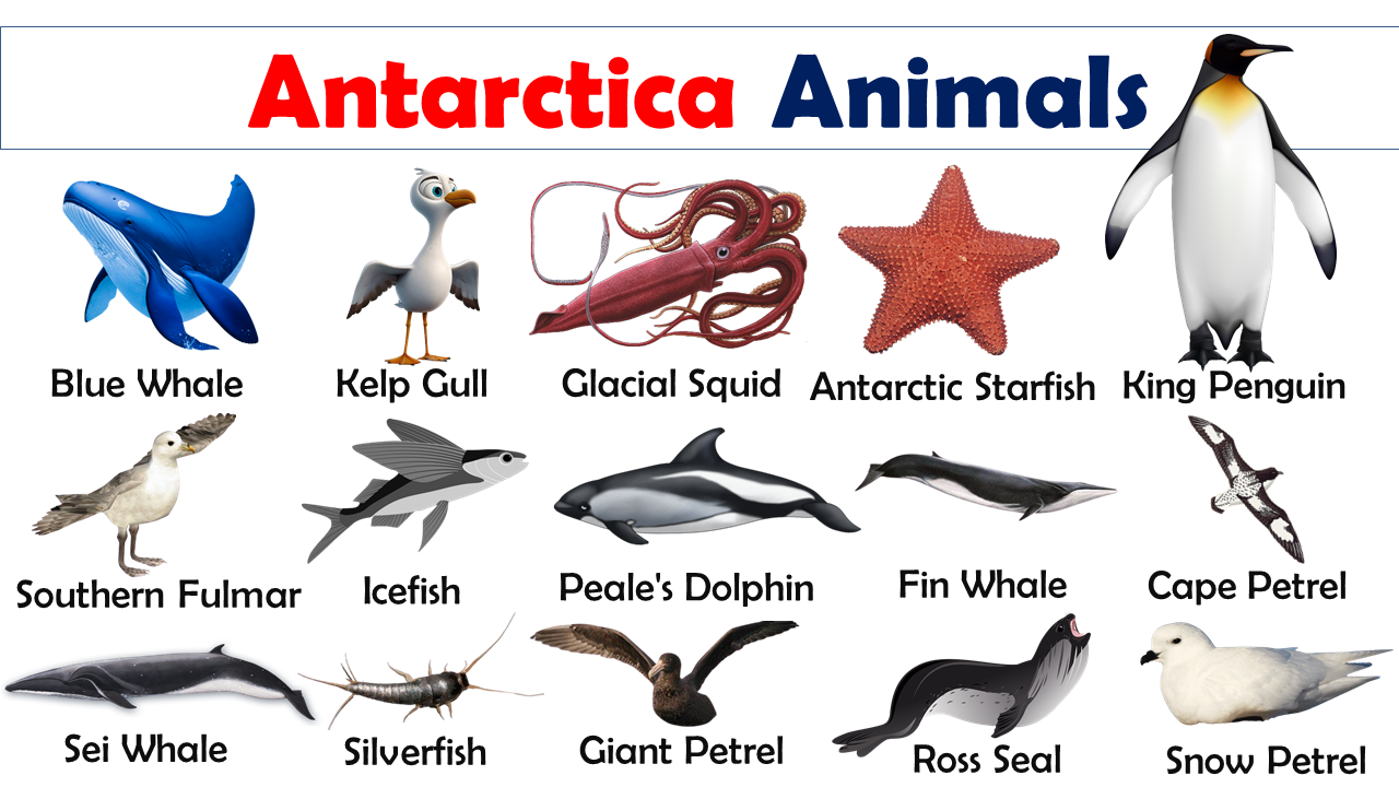 List of Antarctica Animals