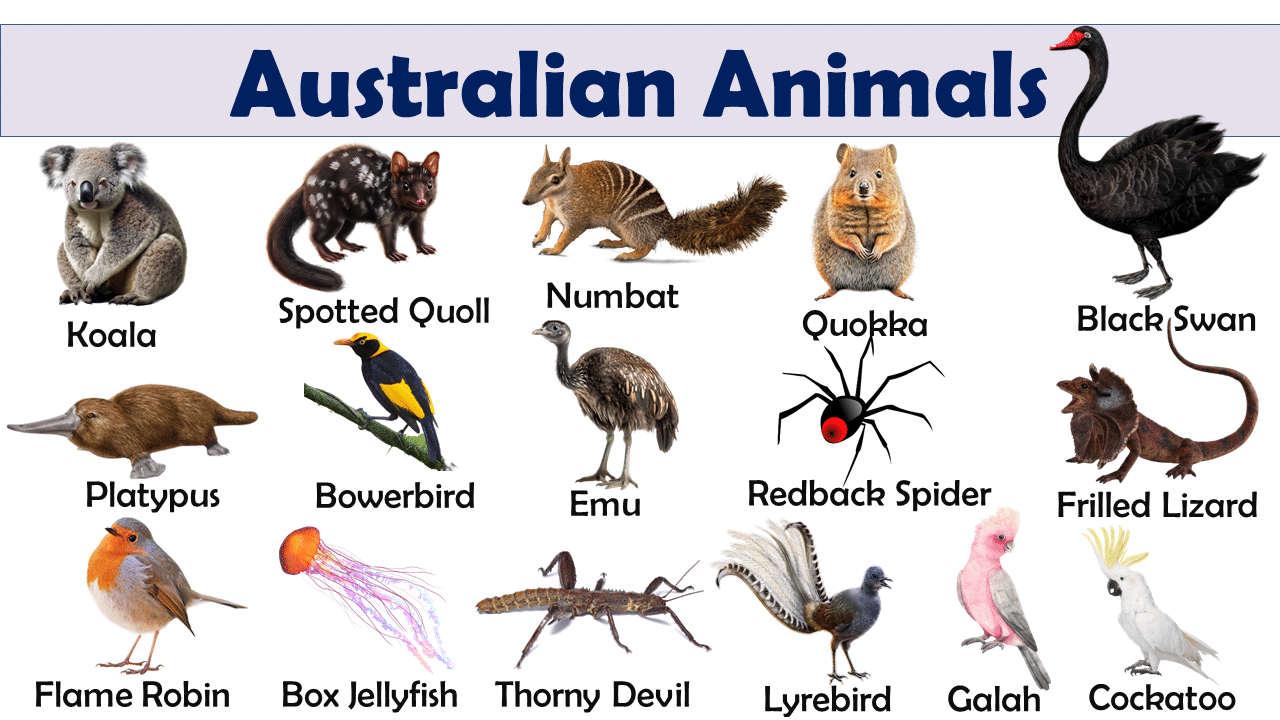 List of Australian Animals