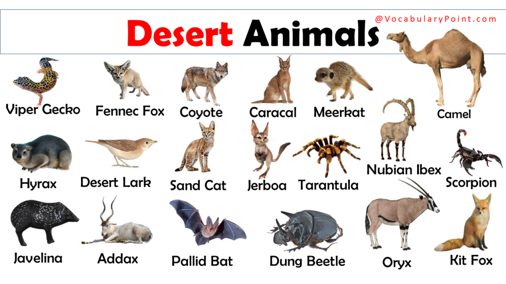 Desert Animals Vocabulary with Pictures - Vocabulary Point