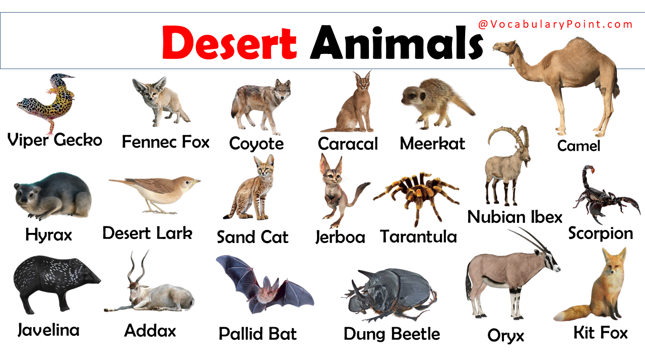List of Desert Animals