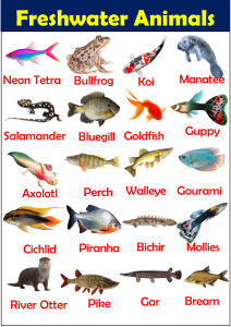 50+ Freshwater Animals Vocabulary - Vocabulary Point