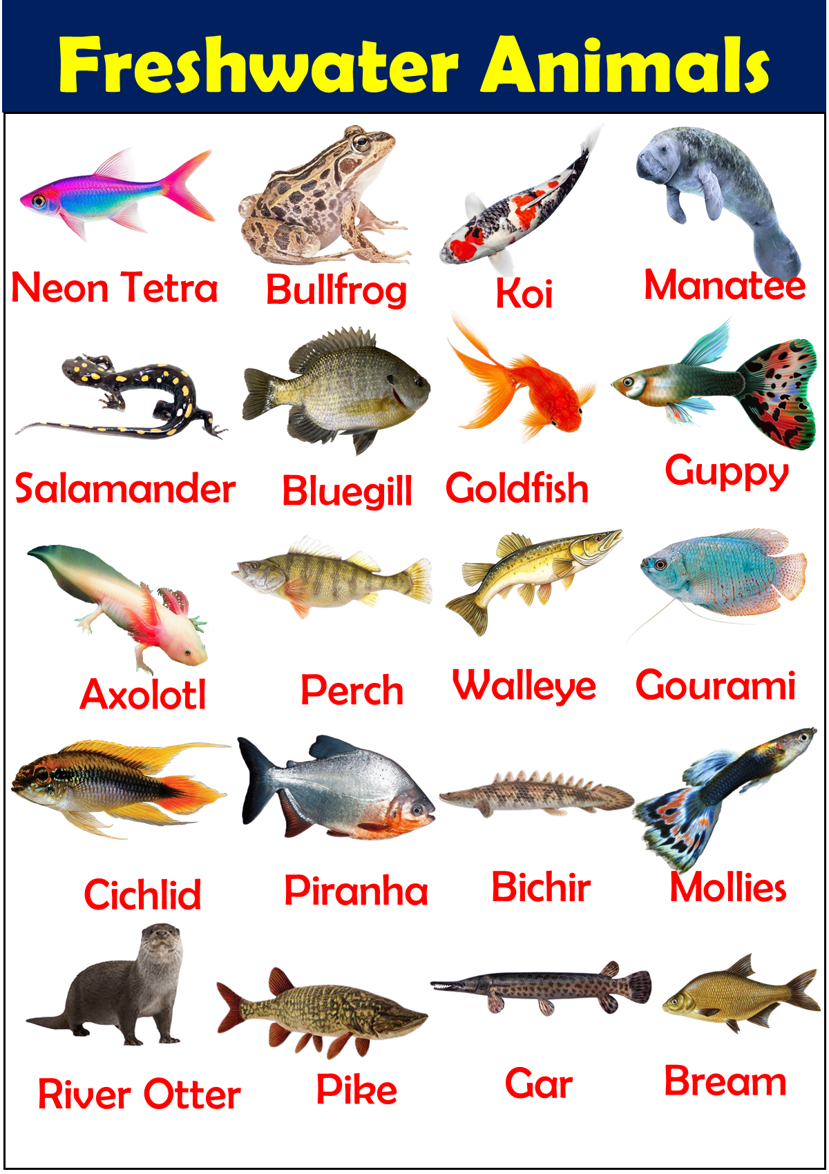 List of Freshwater Animals