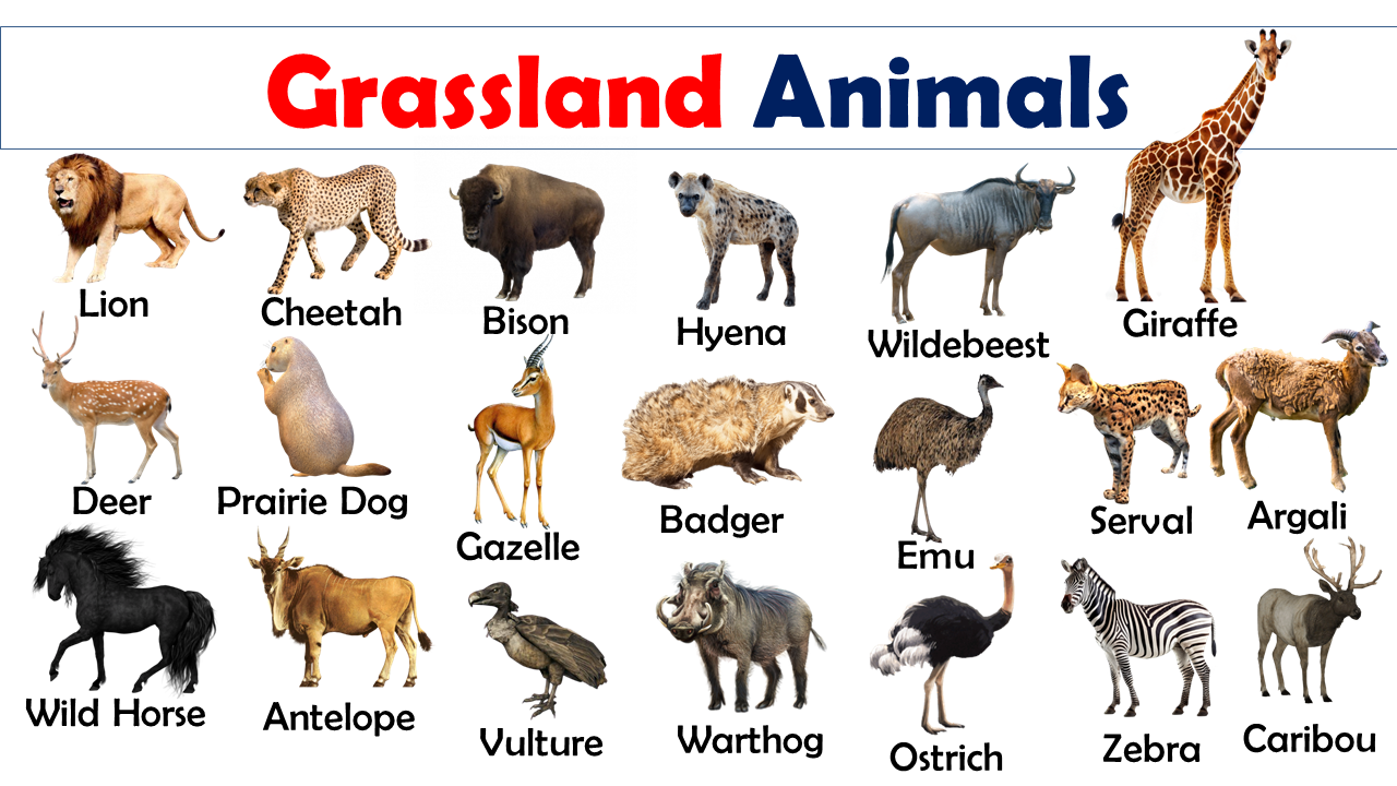 List of Grassland Animals