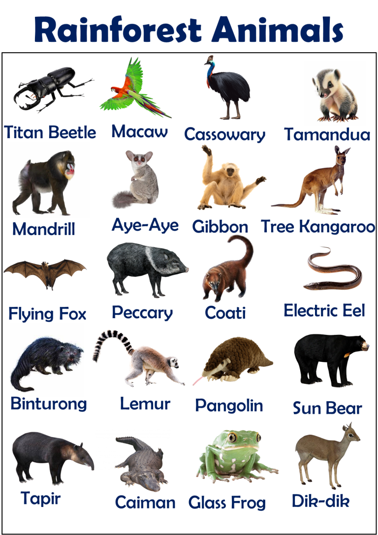 30+ Rainforest Animals Vocabulary with their Facts Vocabulary Point