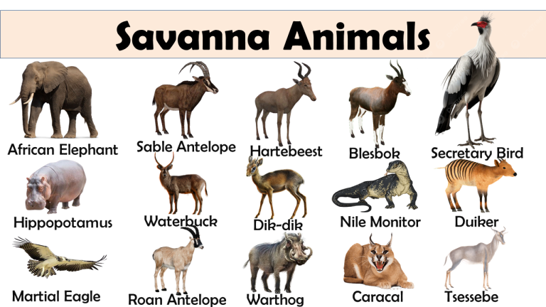 List of Savanna Animals Vocabulary - Vocabulary Point