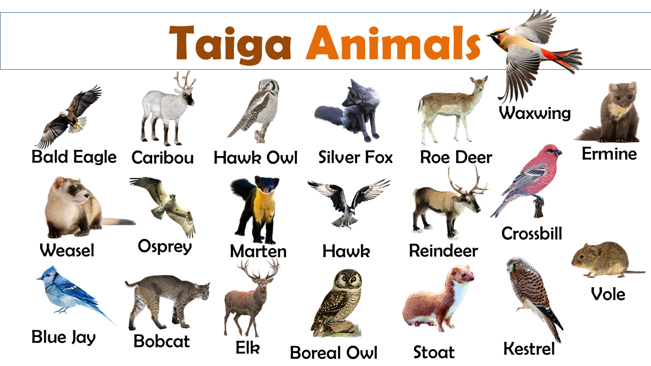 List of Taiga Animals