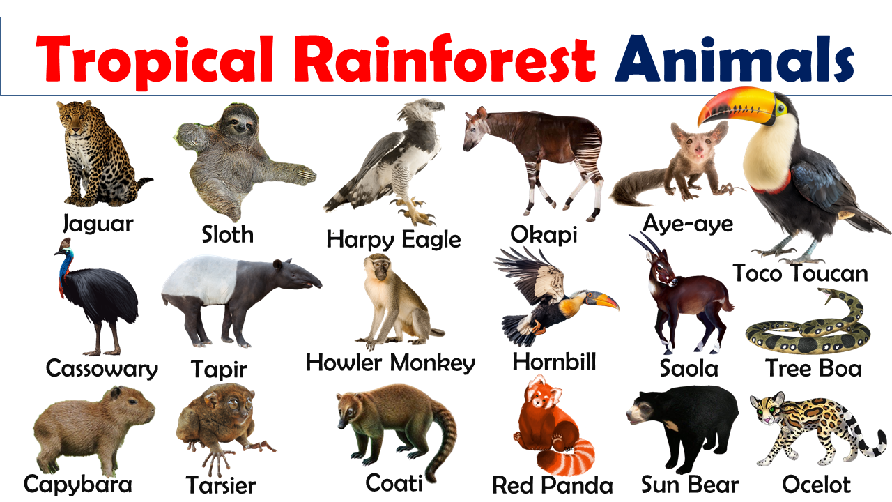 List of Tropical Rainforest Animals