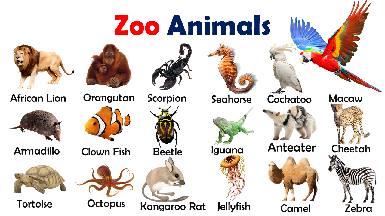 List of Zoo Animals Vocabulary - Vocabulary Point
