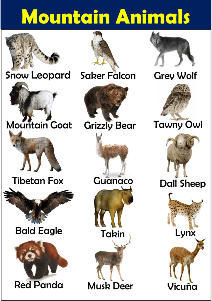 50+ Mountain Animals with their Facts Vocabulary Point