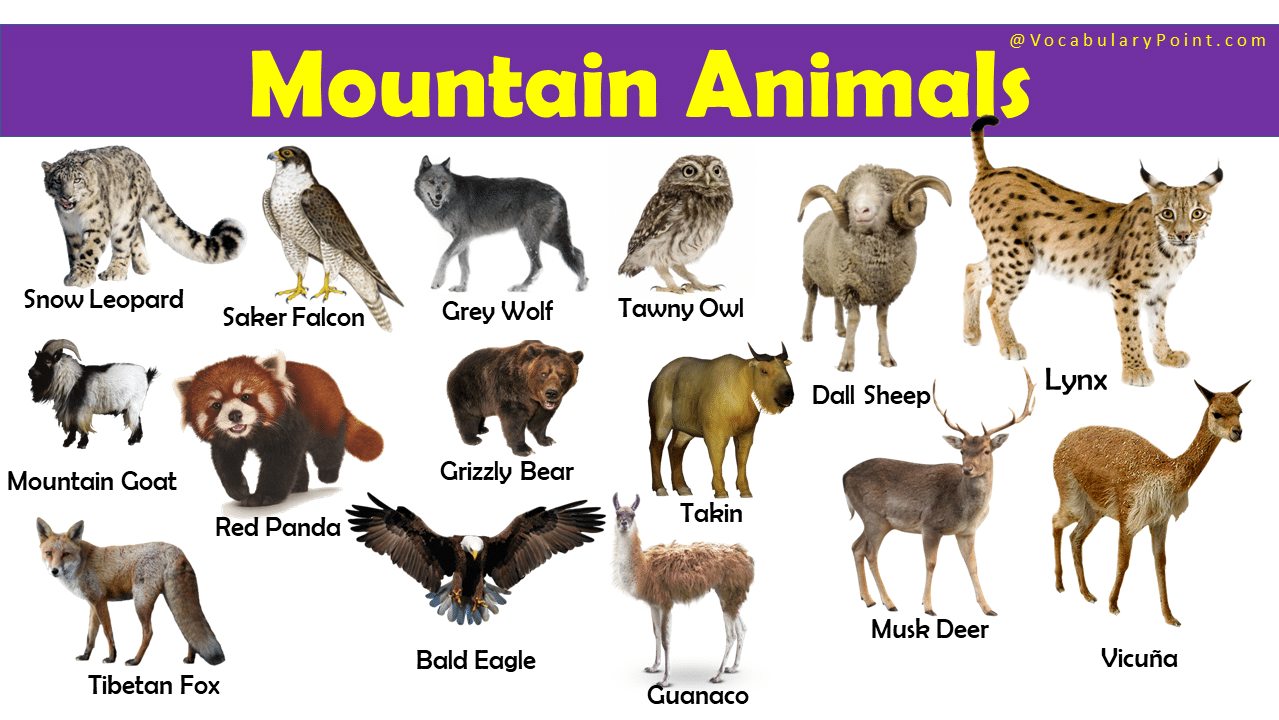 Mountain Animals list