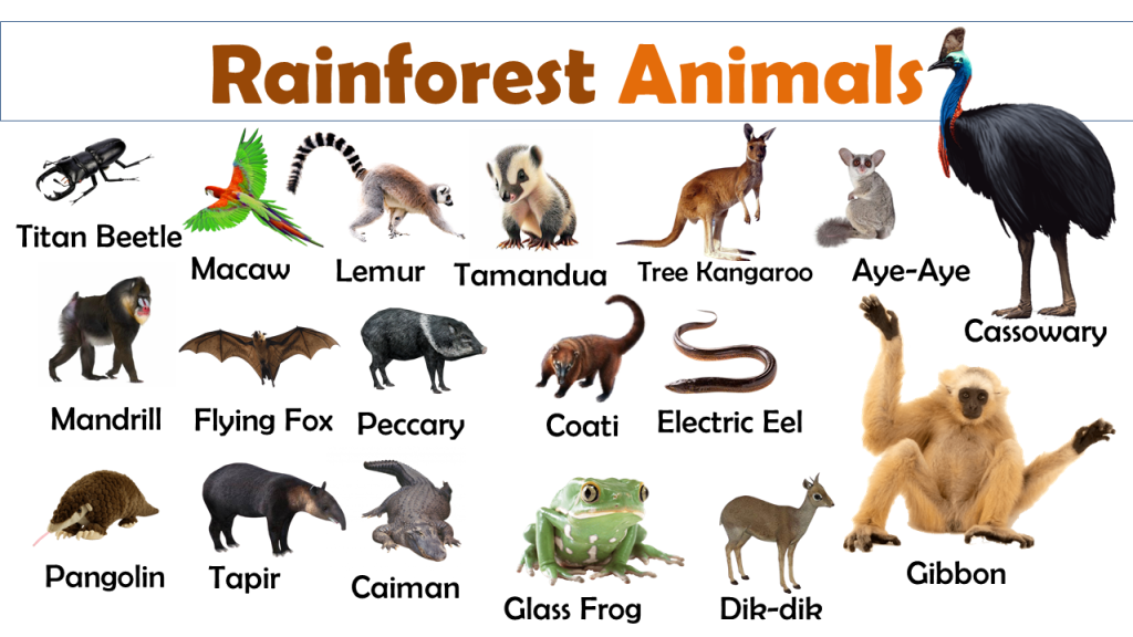 30+ Rainforest Animals Vocabulary with their Facts - Vocabulary Point