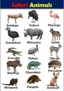 List of Safari Animals Vocabulary - Vocabulary Point