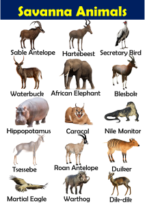 List of Savanna Animals Vocabulary - Vocabulary Point