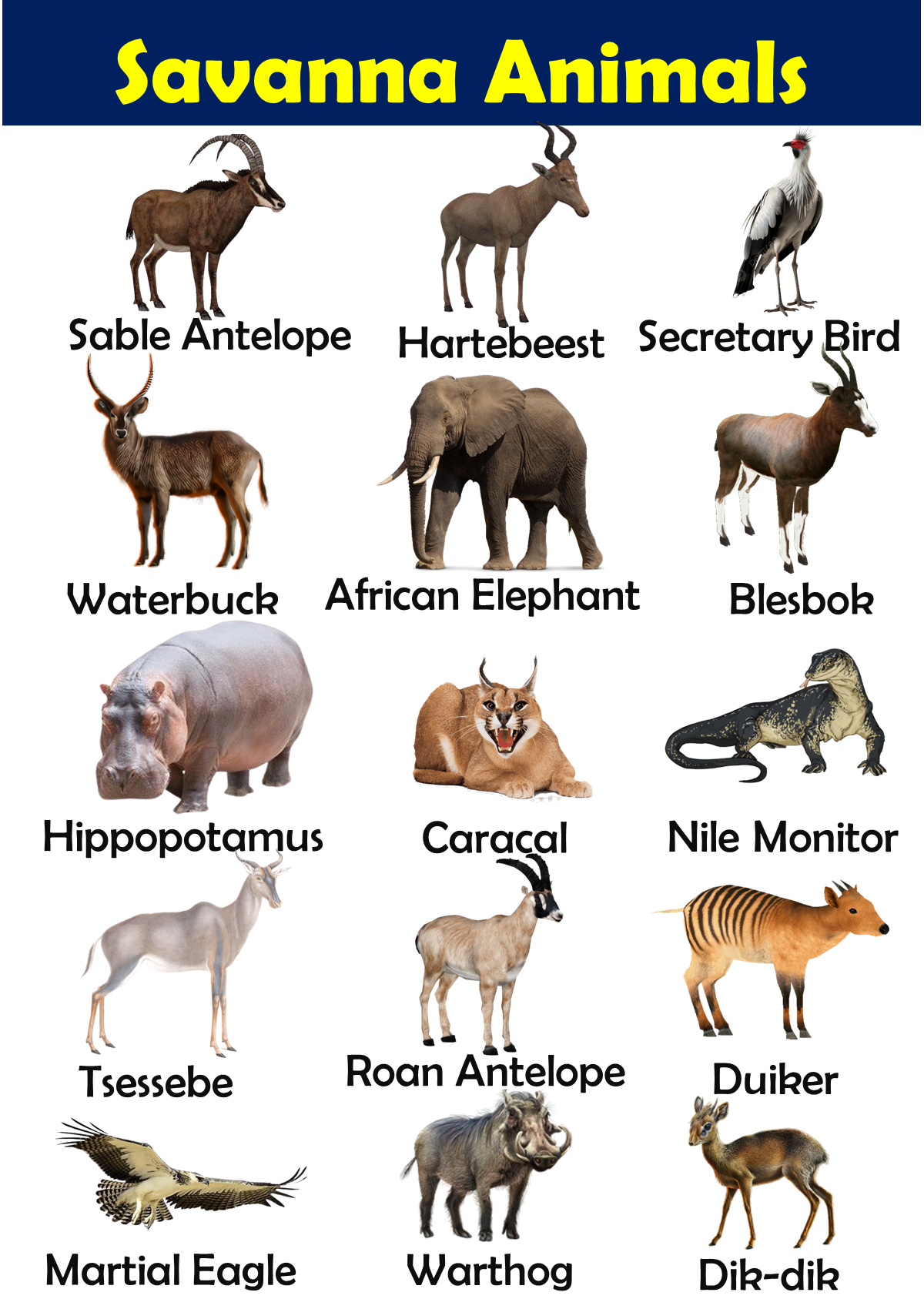 Savanna Animals