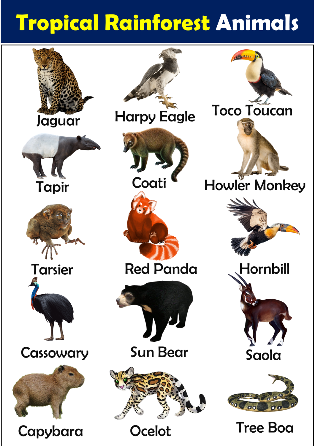 List of Tropical Rainforest Animals Vocabulary - Vocabulary Point