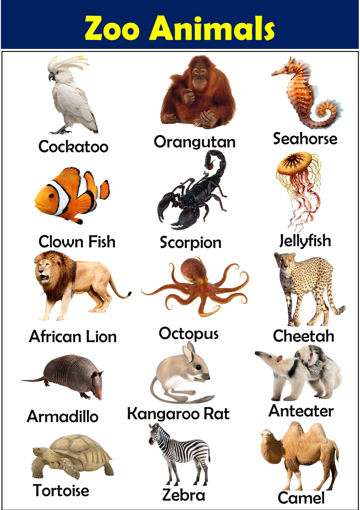List of Zoo Animals Vocabulary - Vocabulary Point