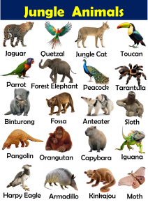 List of Jungle Animals Vocabulary - Vocabulary Point