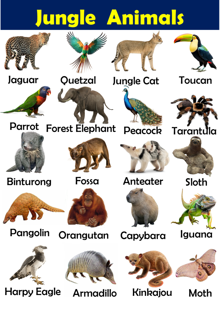 list-of-jungle-animals-vocabulary-vocabulary-point