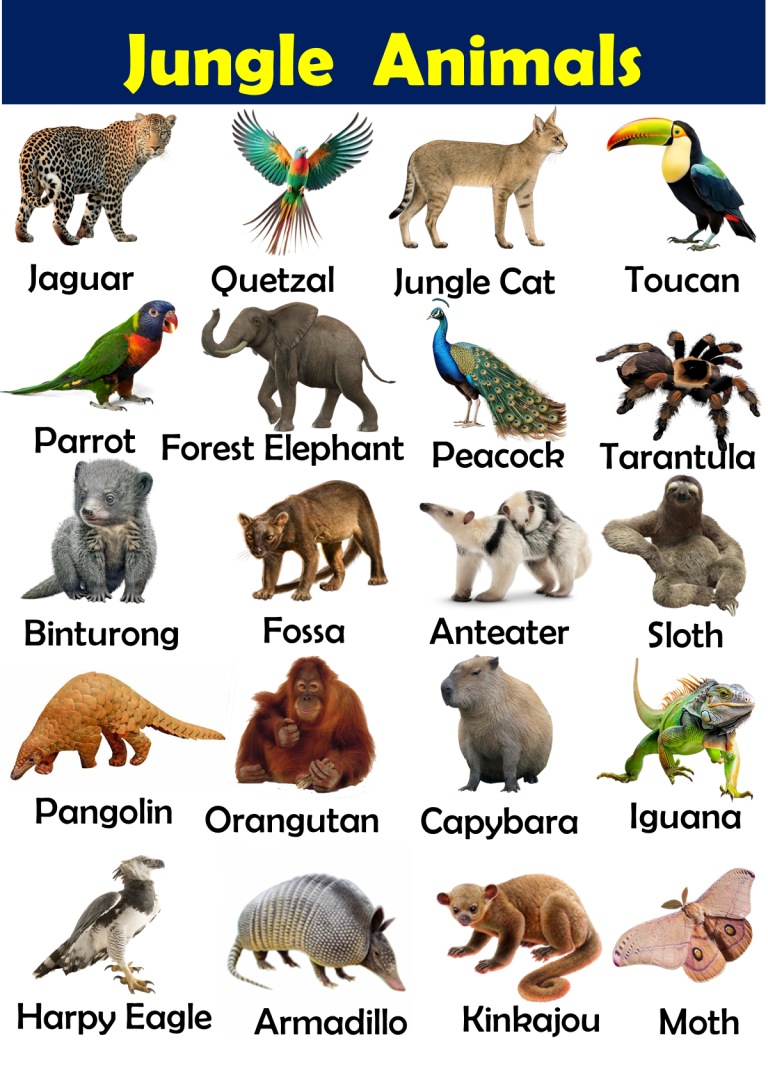 List of Jungle Animals Vocabulary - Vocabulary Point