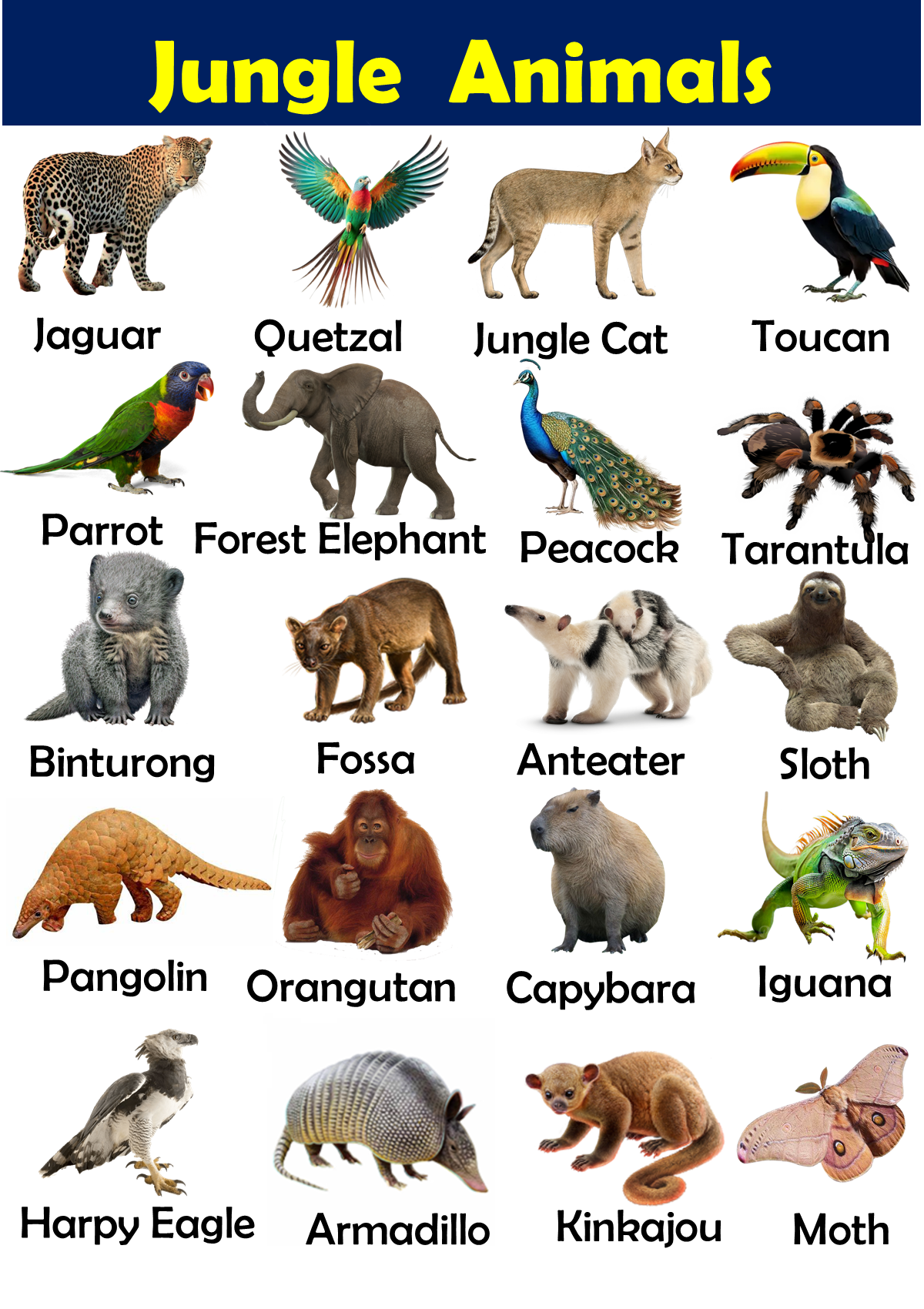 list of Jungle Animals
